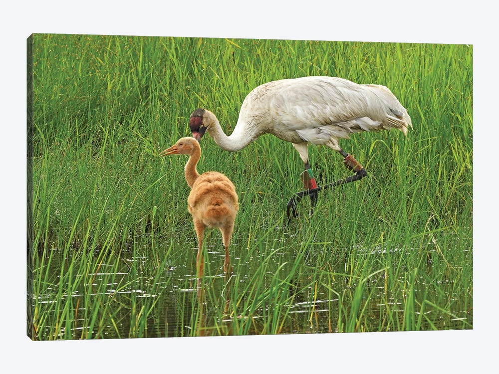Endangered Whooping Crane With Colt by Brian Wolf 1-piece Canvas Print