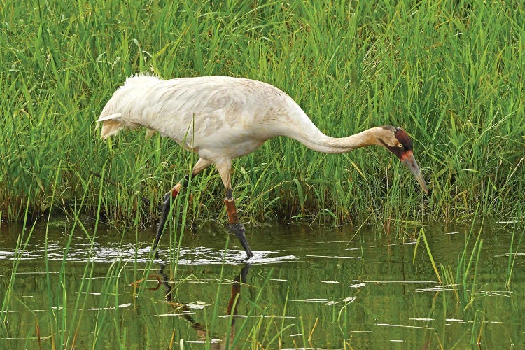 Endangered Whooping Crane