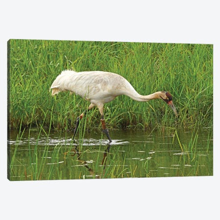 Endangered Whooping Crane Canvas Print #BWF494} by Brian Wolf Canvas Wall Art