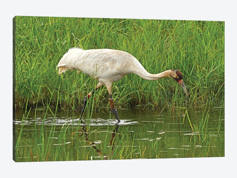 Endangered Whooping Crane by Brian Wolf 1-piece Canvas Art Print
