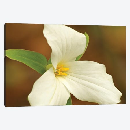 Sign Of Spring - Trillium Canvas Print #BWF495} by Brian Wolf Canvas Art