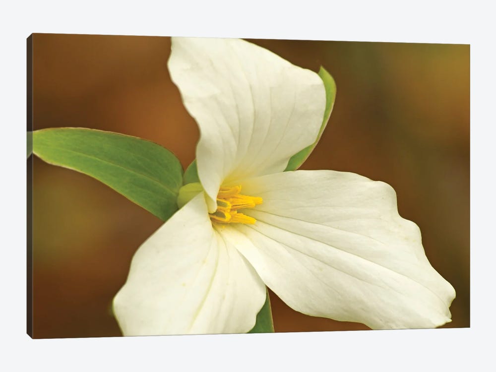 Sign Of Spring - Trillium by Brian Wolf 1-piece Canvas Wall Art