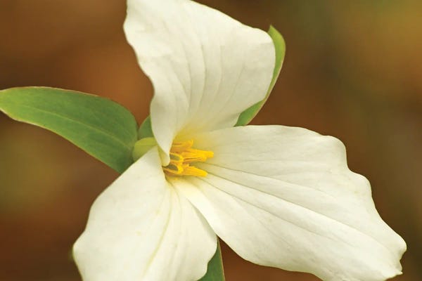 Brian Wolf: Sign Of Spring - Trillium by Brian Wolf