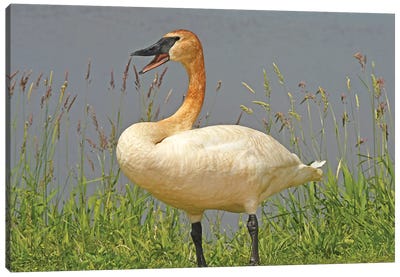 Are You Talking To Me - Trumpeter Swan Canvas Art Print - Brian Wolf