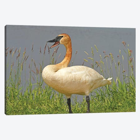 Are You Talking To Me - Trumpeter Swan Canvas Print #BWF496} by Brian Wolf Canvas Art