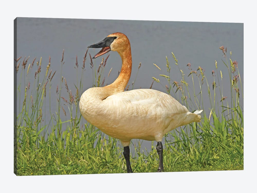 Are You Talking To Me - Trumpeter Swan by Brian Wolf 1-piece Canvas Art Print