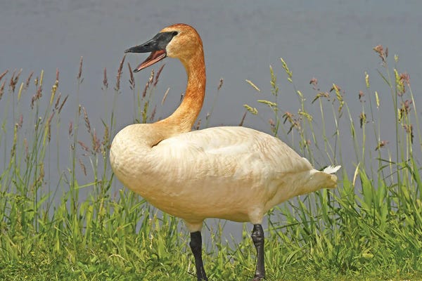 Brian Wolf: Are You Talking To Me - Trumpeter Swan by Brian Wolf