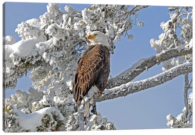 Winter Eagle - Yellowstone Canvas Art Print - Eagle Art