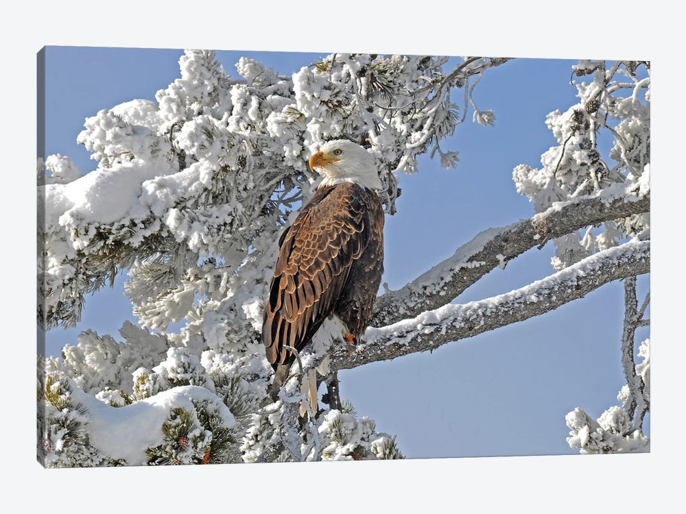 Winter Eagle - Yellowstone by Brian Wolf 1-piece Canvas Art