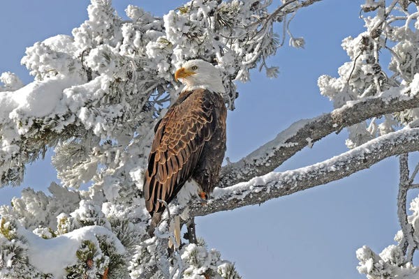 Wyoming: Winter Eagle - Yellowstone by Brian Wolf