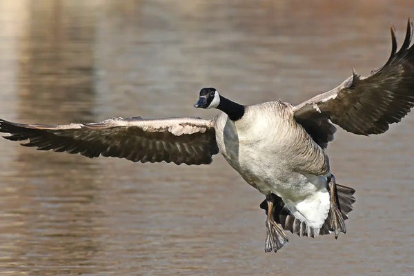 Brian Wolf: Landing Gear Down by Brian Wolf