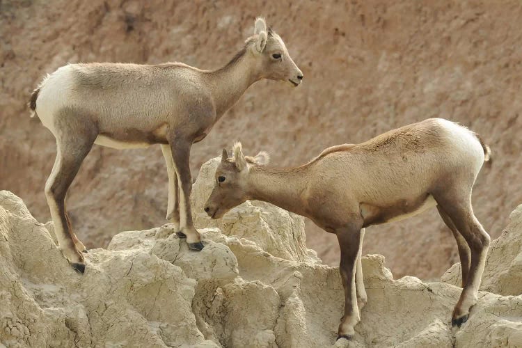 Bighorn Sheep Lambs