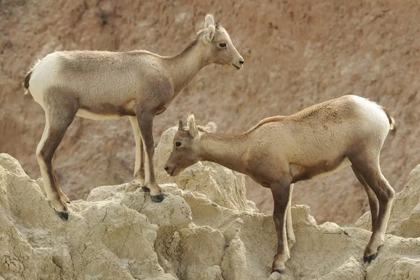 Brian Wolf: Bighorn Sheep Lambs by Brian Wolf