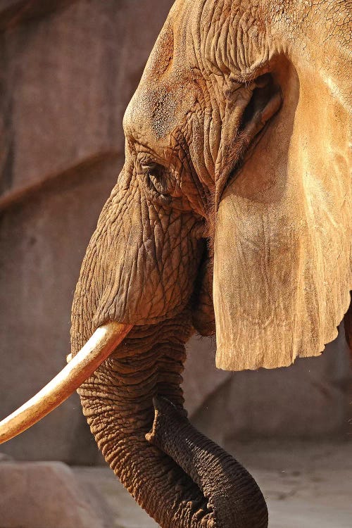 African Elephant - Vertical