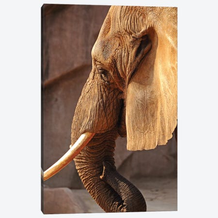 African Elephant - Vertical Canvas Print #BWF4} by Brian Wolf Canvas Wall Art