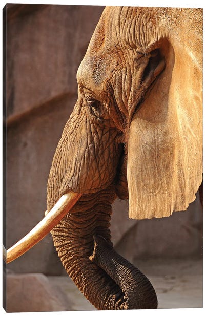 African Elephant - Vertical Canvas Art Print - Brian Wolf