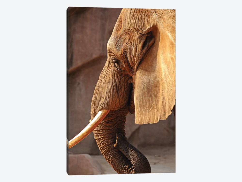 African Elephant - Vertical by Brian Wolf 1-piece Canvas Print