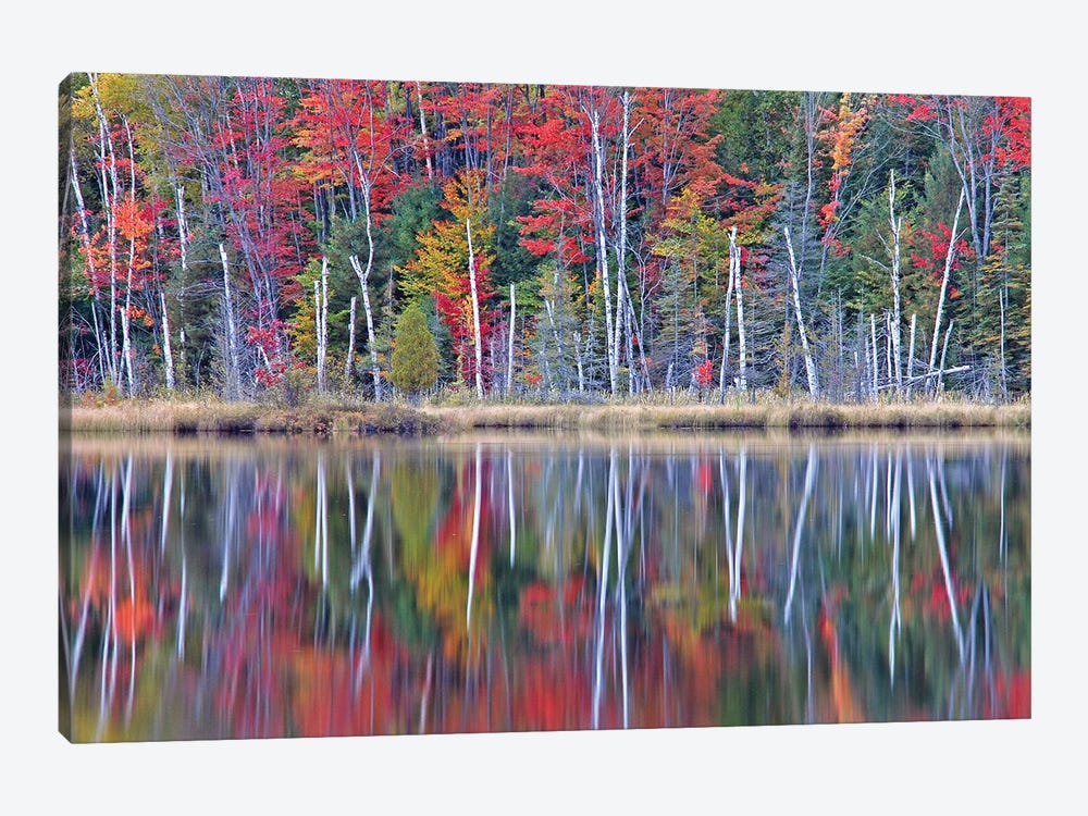 Autumn On Council Lake by Brian Wolf 1-piece Art Print