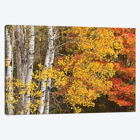 Aspens And Maples In The Fall Canvas Print #BWF507} by Brian Wolf Canvas Artwork