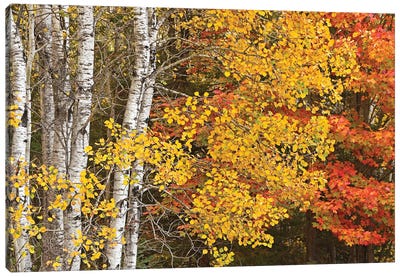 Aspens And Maples In The Fall Canvas Art Print - Maple Tree Art