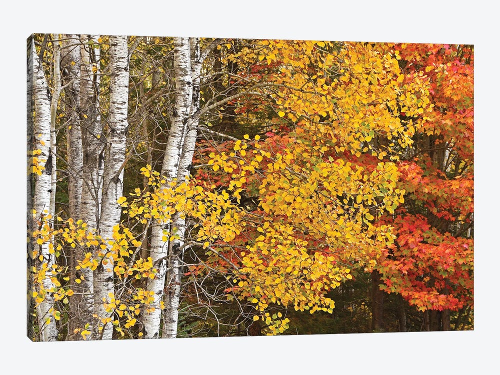 Aspens And Maples In The Fall by Brian Wolf 1-piece Canvas Wall Art