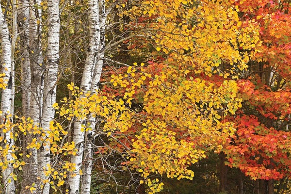 Brian Wolf: Aspens And Maples In The Fall by Brian Wolf