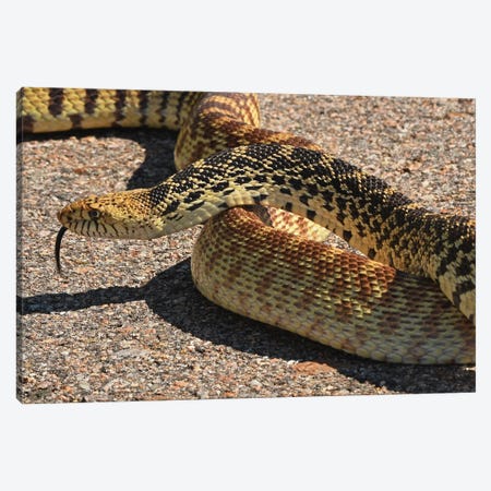 Bull Snake Stopping Traffic Canvas Print #BWF510} by Brian Wolf Canvas Artwork