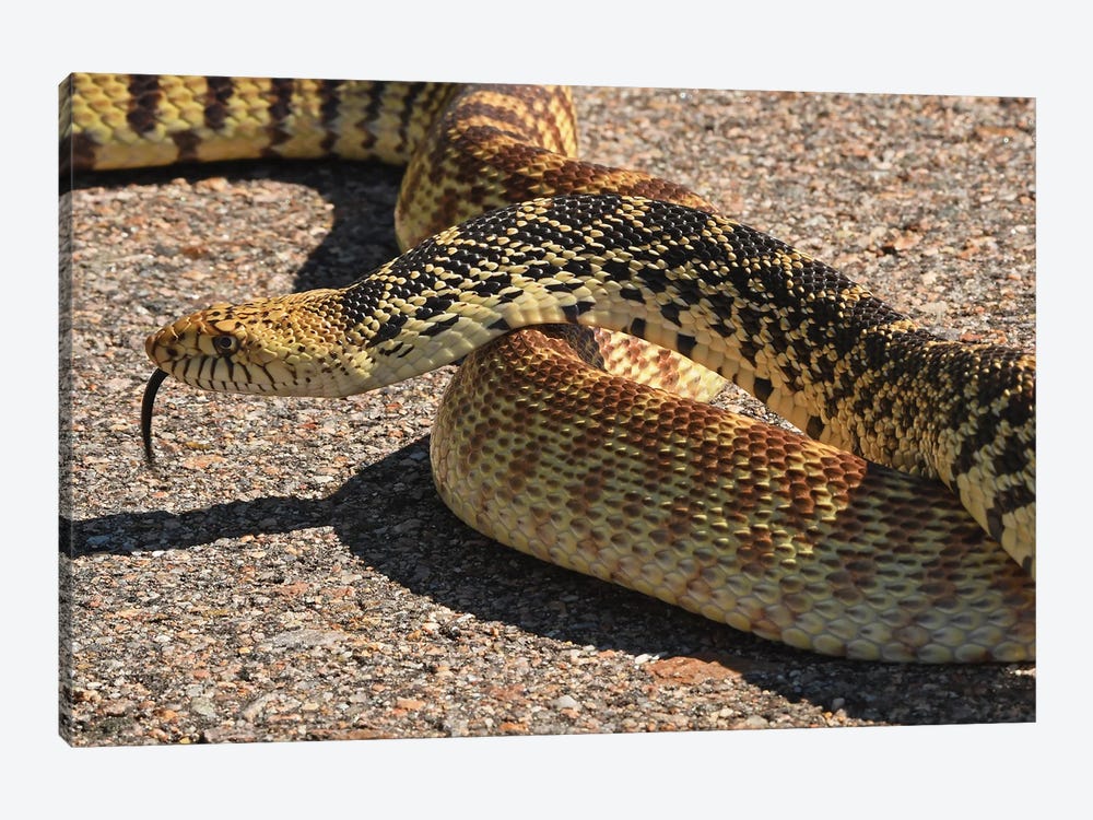 Bull Snake Stopping Traffic by Brian Wolf 1-piece Canvas Artwork