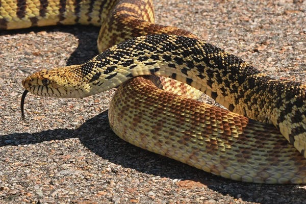 Brian Wolf: Bull Snake Stopping Traffic by Brian Wolf
