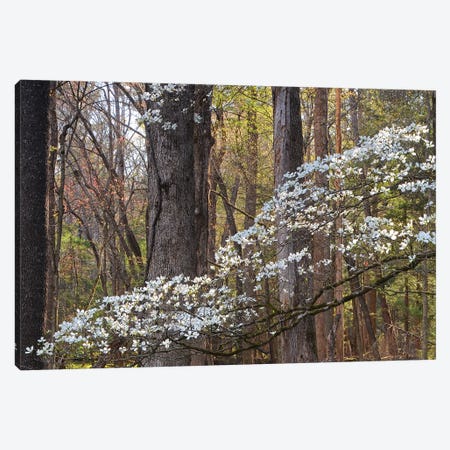 Dogwood Blossom Canvas Print #BWF513} by Brian Wolf Canvas Art