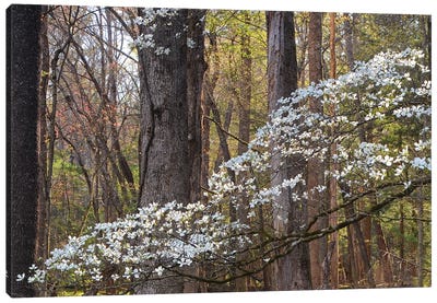 Dogwood Blossom Canvas Art Print - Brian Wolf