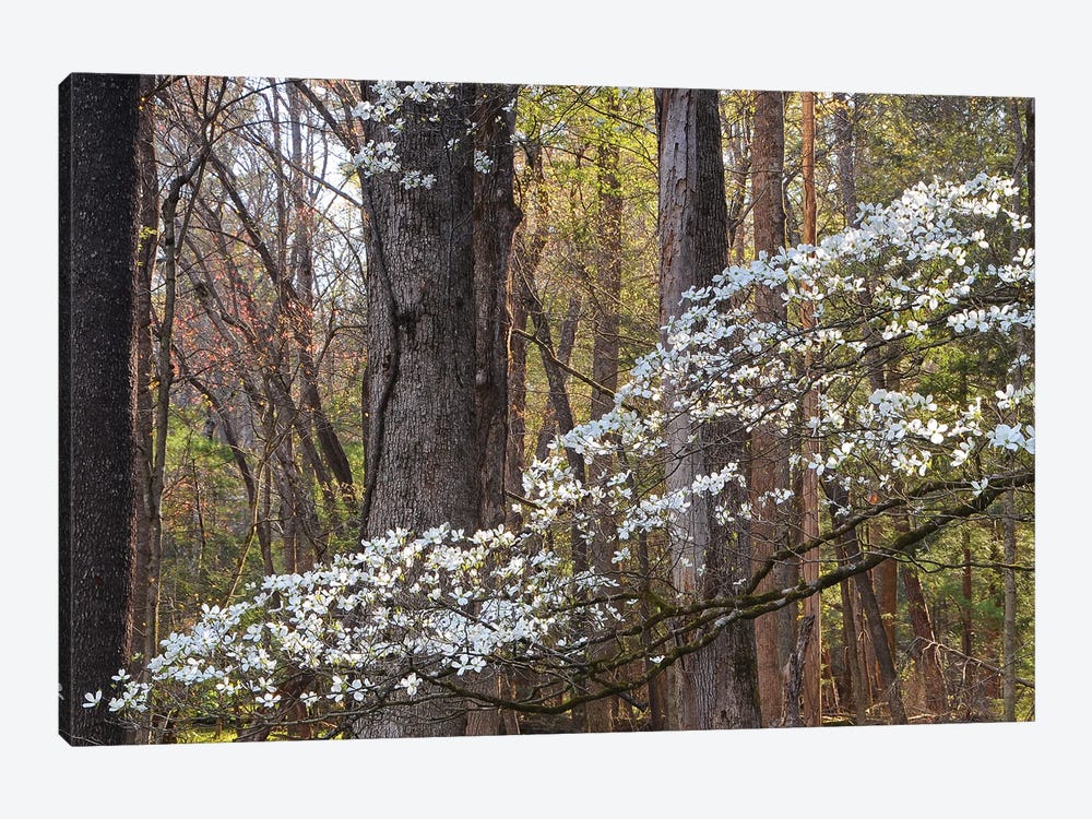 Dogwood Blossom by Brian Wolf 1-piece Art Print