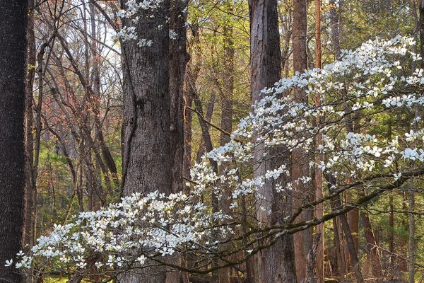 Dogwood Trees: Dogwood Blossom by Brian Wolf