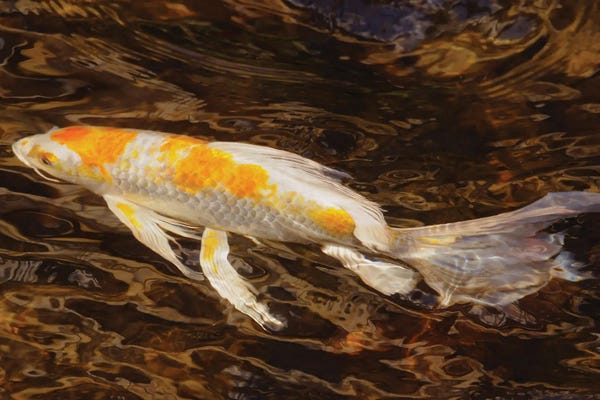 Koi: Swimming Along by Brian Wolf