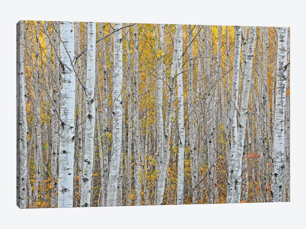 Birch Forest Art Print by Brian Wolf | iCanvas