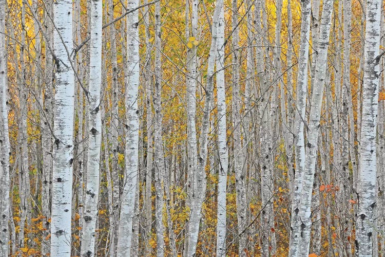 Birch Forest by Brian Wolf wall art