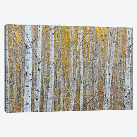 Birch Forest Canvas Print #BWF51} by Brian Wolf Canvas Wall Art