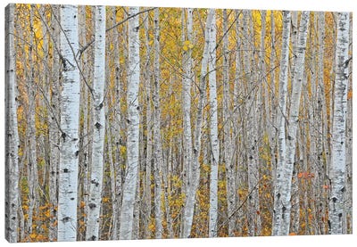 Birch Forest Canvas Art Print - Tree Close-Up Art