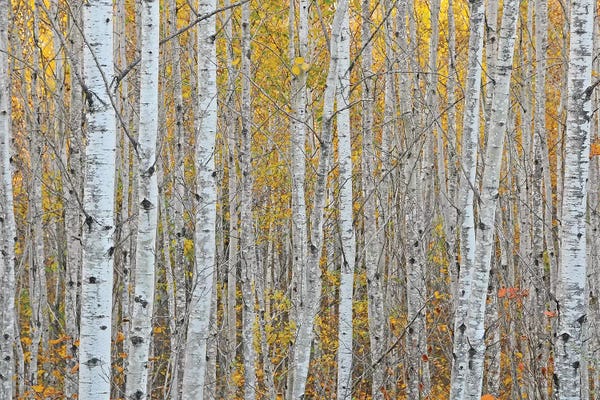 Birch Trees: Birch Forest by Brian Wolf
