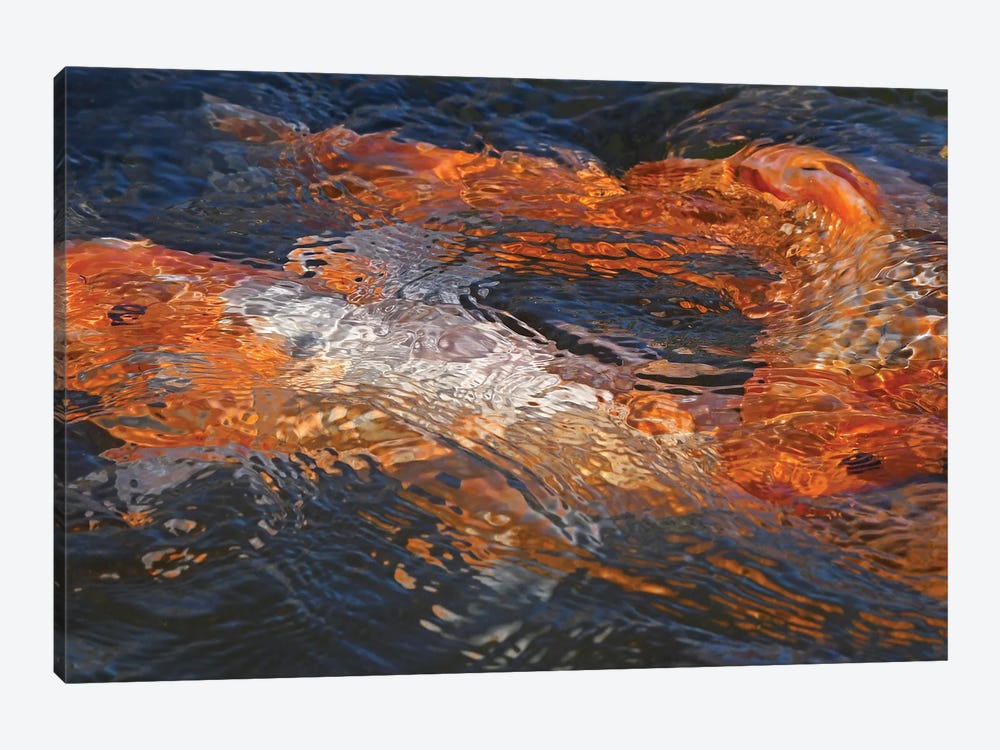 Koi Colors Abstract by Brian Wolf 1-piece Art Print