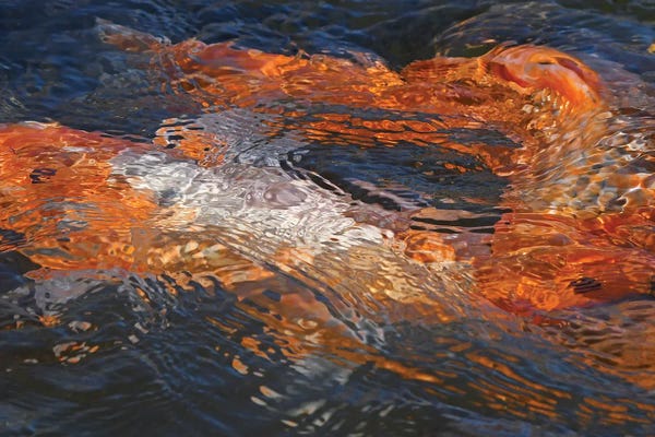 Brian Wolf: Koi Colors Abstract by Brian Wolf