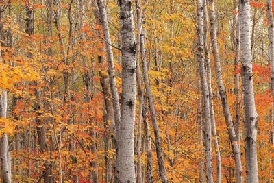 Northwoods Colors by Brian Wolf canvas print
