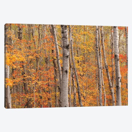 Northwoods Colors Canvas Print #BWF529} by Brian Wolf Canvas Print