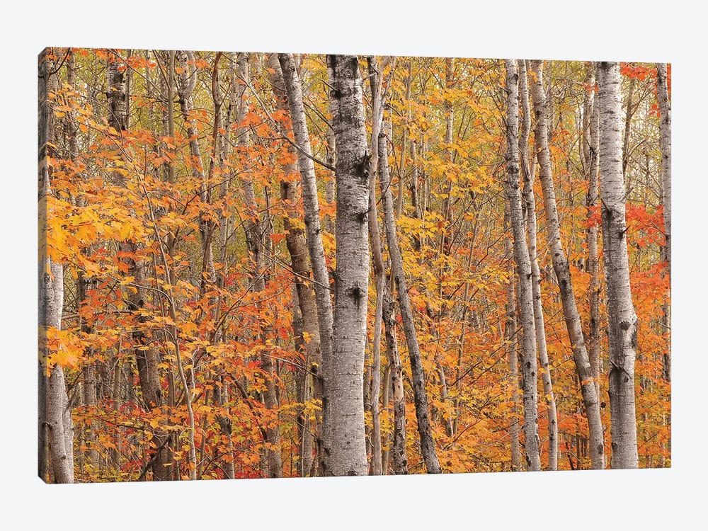 Northwoods Colors by Brian Wolf 1-piece Canvas Wall Art