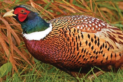 Colorful Bachelor by Brian Wolf canvas print