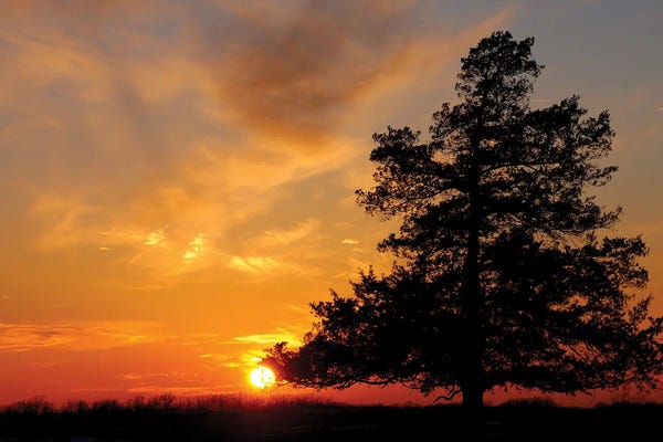 Tree Close-Ups: Missouri Sunset by Brian Wolf