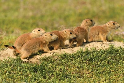 Prairie Dogs