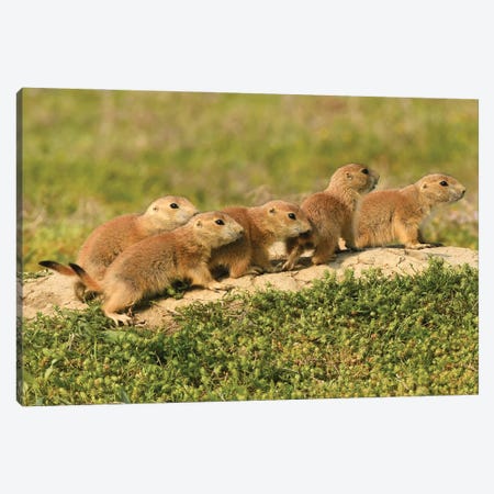All The Pups Lined Up Canvas Print #BWF532} by Brian Wolf Canvas Wall Art