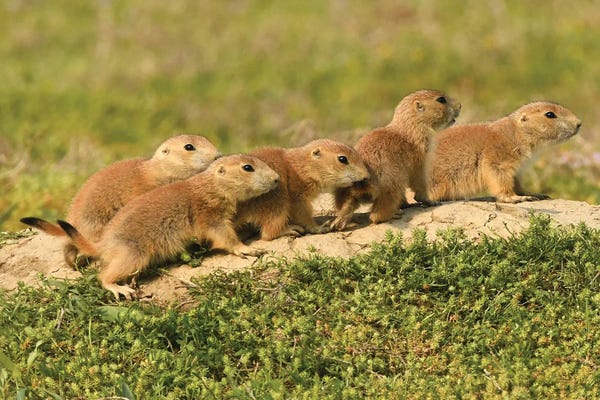 Brian Wolf: All The Pups Lined Up by Brian Wolf