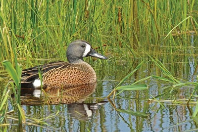 Springtime Blue-Wing Teal by Brian Wolf canvas print